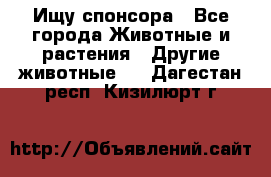 Ищу спонсора - Все города Животные и растения » Другие животные   . Дагестан респ.,Кизилюрт г.